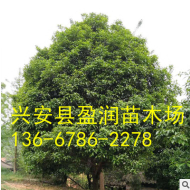 廠家直銷 桂林精品桂花樹 綠化樹 八月桂大桂花樹 基地直銷