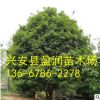 廠家直銷 桂林精品桂花樹 綠化樹 八月桂大桂花樹 基地直銷