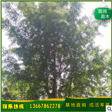 大量供應(yīng) 廣西銀杏樹 精品銀杏樹 叢生銀杏 量大優(yōu)惠 廠家直銷