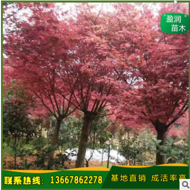 廠家直銷 中國紅楓 紅楓樹 紅楓觀賞樹 價格從優(yōu) 基地直發(fā)