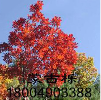 柞樹 棹樹蒙古礫五角 五角楓球 叢生五角風 蒙古櫟