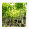 金葉糖槭 金葉復葉槭 糖槭樹唐槭樹塘槭苗木樹苗