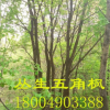 叢生五角楓 風樹 園林綠化 從生 苗圃工程東北大樹