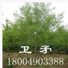 優質園林綠化苗木行道樹 濕地綠化風景樹