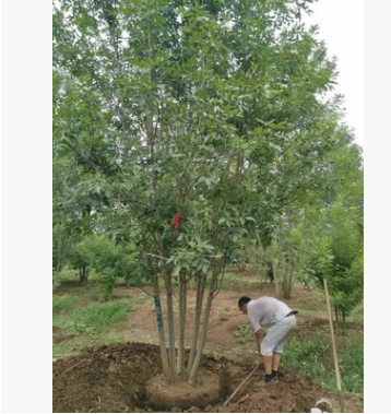 叢生白蠟 自家苗圃貨源