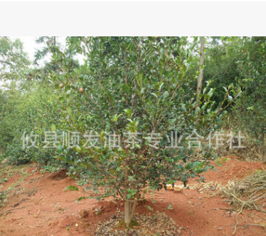 長期批發 70-100公分三年油茶樹 湖南高產茶油樹