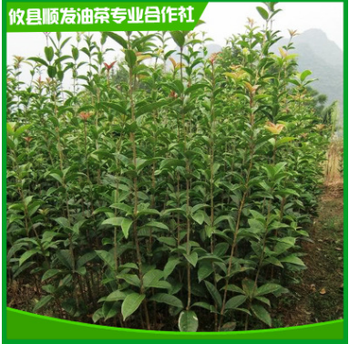 大量批發 地徑2-4公分桂花樹 四季觀賞桂花苗 株洲綠化桂花苗