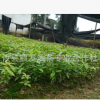 廠家批發(fā) 楠木小樹(shù)苗 園林綠化植物種苗 綠化風(fēng)景樹(shù)苗