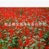 大量批發(fā) 紅葉石楠10-40公分小苗 紅葉石楠扦插苗圃