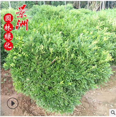 冠50-1.5米雀舌黃楊球 直銷園林觀賞風景樹濕地綠化植物常綠植物