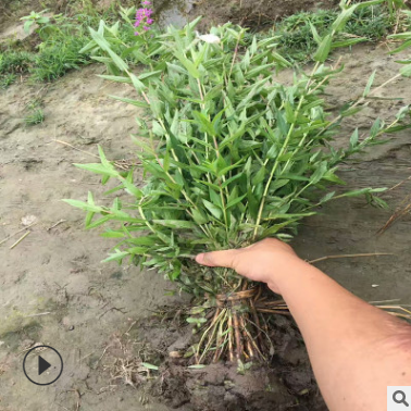 園林種苗千屈菜 千屈菜價(jià)格 水生植物基地千屈菜 再力花批發(fā)