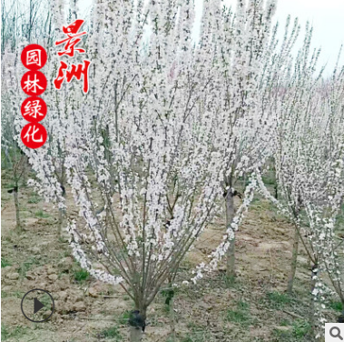 供應(yīng)珍珠梅綠化小樹苗 道路小區(qū)別墅景觀園林施工