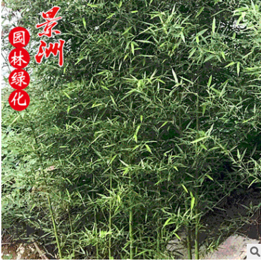 剛竹毛竹楠竹 多規格園林庭院景觀青竹 綠化風景區觀賞竹子批發