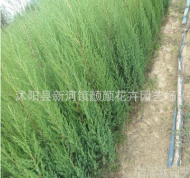 優質北京檜 河南檜 四季常青 綠化苗木基地批發