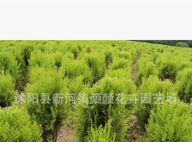 批發灑金柏 灑金柏球 灑金柏苗木 園林綠化苗木直銷