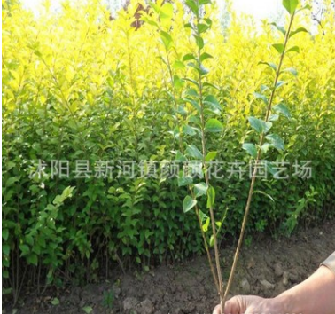 低價處理批發 金葉女貞苗 金葉女貞小苗 金葉女貞球 花卉苗木批發