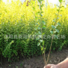 低價處理批發 金葉女貞苗 金葉女貞小苗 金葉女貞球 花卉苗木批發