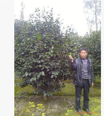 供應(yīng) 各種大小規(guī)格 茶花球