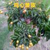 果苗 甜黃皮苗 雞心黃皮苗 正品實物