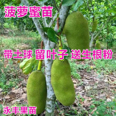 果苗 菠蘿蜜苗 馬來西亞1號菠蘿蜜苗 正品嫁接
