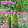 果苗 菠蘿蜜苗 馬來西亞1號菠蘿蜜苗 正品嫁接