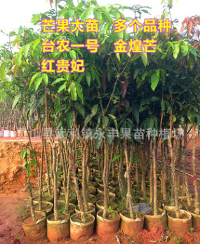 永豐果苗 芒果苗 芒果樹 大苗 地徑3-5厘米大苗 綠化芒果苗