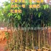 永豐果苗 芒果苗 芒果樹 大苗 地徑3-5厘米大苗 綠化芒果苗