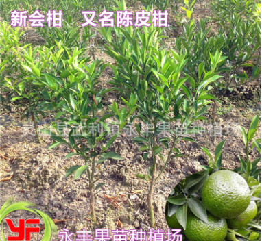 果苗 果樹苗 新會柑苗 廣陳柑苗 陳皮柑苗 正品