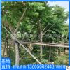 臺灣欒樹移植苗木批發 廠家直銷喬木 行道庭院園林景觀工程綠化