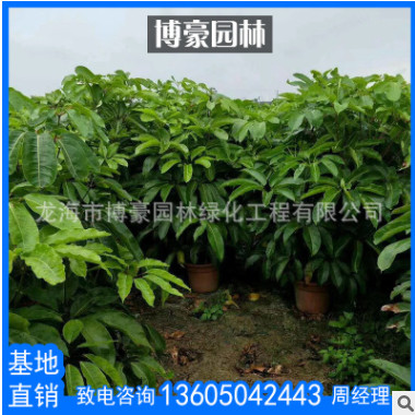 昆士蘭傘木福建廠家直銷批發(fā) 大葉傘苗木澳洲鴨腳木園林綠化工程