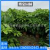 昆士蘭傘木福建廠家直銷批發 大葉傘苗木澳洲鴨腳木園林綠化工程