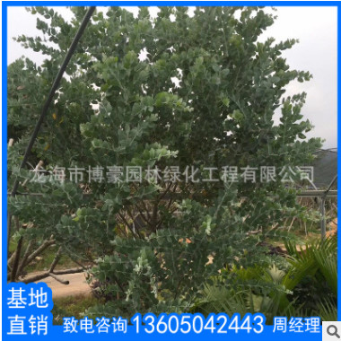 銀葉金合歡行道庭院園林綠化景觀工程苗木 廠家直銷(xiāo)批發(fā)珍珠相思