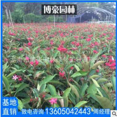 琴葉珊瑚袋苗批發(fā) 漳州廠家直銷綠化苗 行道庭院園林地被景觀工程