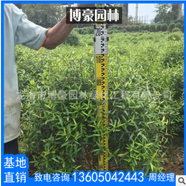 尖葉木樨欖球形園林苗木批發(fā) 廠家直銷供應(yīng)行道園林綠化風(fēng)景樹(shù)