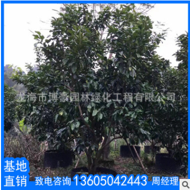 福建蜜柚園林果樹(shù)苗木廠家直銷批發(fā) 南方嫁接種植柚子樹(shù)當(dāng)年結(jié)果