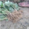 草莓苗 南方硬果草莓品種 甜查理 法蘭地草莓苗基地 脫毒高產(chǎn)苗