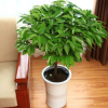 大型綠植平安樹盆栽大幸福樹客廳四季常青綠色植物花卉辦公室植物