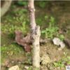 基地常年出售山楂樹苗 萊蕪黑山楂苗 規格齊全 穩產豐產 包成活*