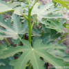 當年結果無花果苗 果實香甜耐儲運 穩產豐產 保證成活率 好管理*