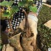 茉莉香葡萄苗 巨玫瑰葡萄苗 京亞葡萄苗 抗病性極強 病害較輕