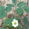 甜寶草莓秒大量出售 甜寶草莓苗基地 甜寶草莓苗產量 歡迎選購