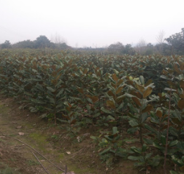 落葉喬木紅玉蘭 廠家特價直供紅玉蘭 苗圃基地紅玉蘭