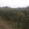 落葉喬木紅玉蘭 廠家特價直供紅玉蘭 苗圃基地紅玉蘭