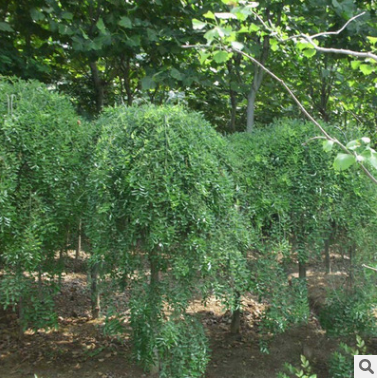 供應龍爪槐行道樹盤槐國槐規格全園林庭院觀賞造型綠化木量大優惠