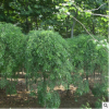 供應龍爪槐行道樹盤槐國槐規格全園林庭院觀賞造型綠化木量大優惠