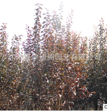 批發價格 觀葉紅葉苗木 紫葉李紅葉李樹苗基地