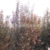 批發價格 觀葉紅葉苗木 紫葉李紅葉李樹苗基地
