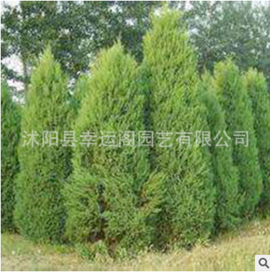 基地直銷優質蜀檜樹苗 園林工程綠化蜀檜苗 檜柏