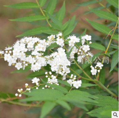 珍珠梅樹苗基地批發園林庭院觀賞優質珍珠梅小苗