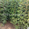 叢生大葉女貞樹苗苗圃批發工程綠化苗木 大葉女貞樹苗 高桿女貞苗